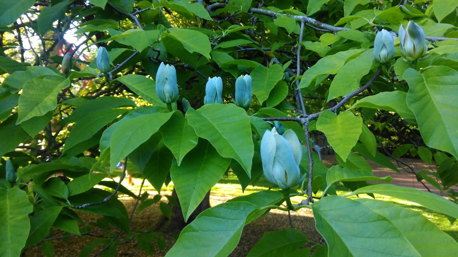 Blue Opal Botaniq Garden