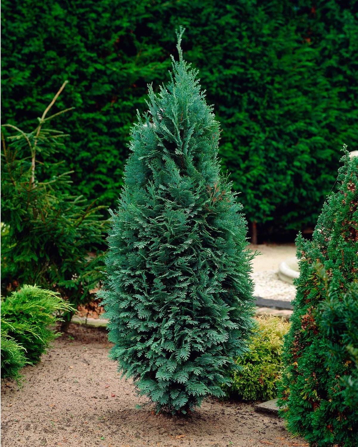Кипарисовик Лавсона Columnaris