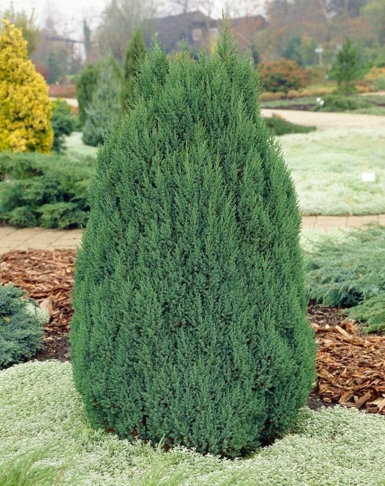 Juniperus chinensis Stricta5