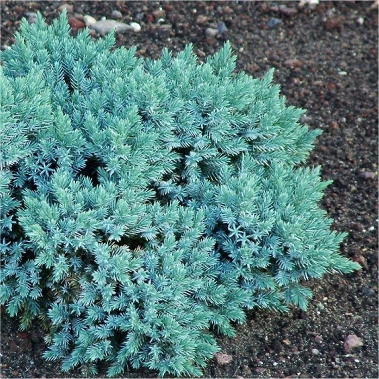 Juniperus squamata 'Blue Star' 2
