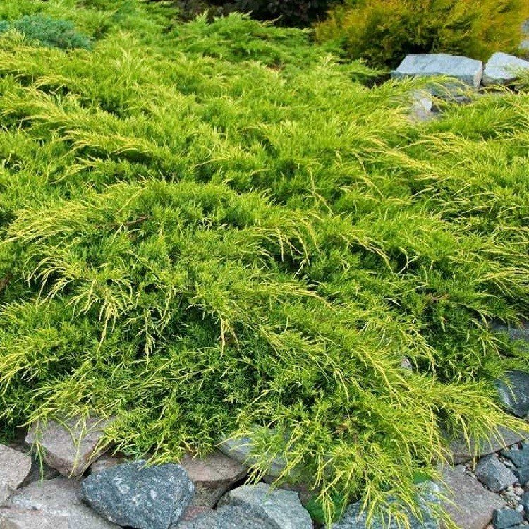 Juniperus x pfitzeriana 'Pfitzeriana Aurea'1