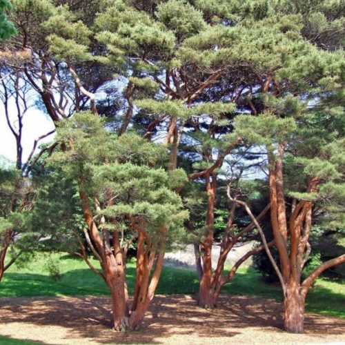 Pinus densiflora1