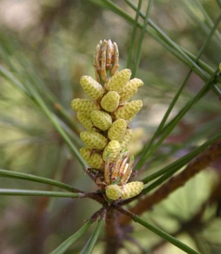 Pinus densiflora2