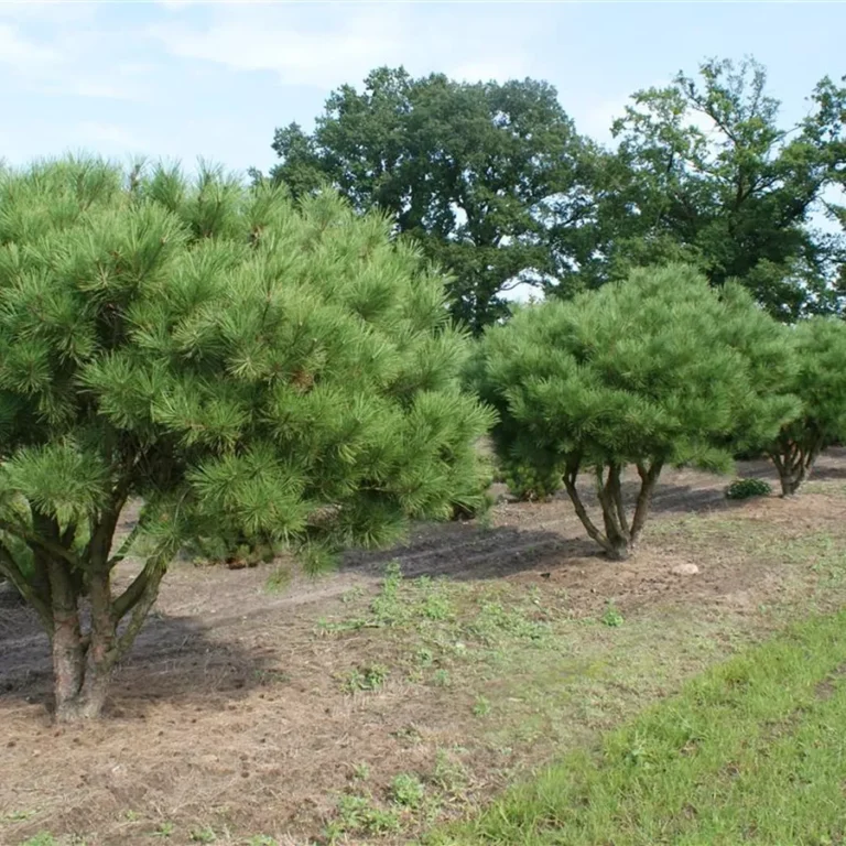 Pinus densiflora5