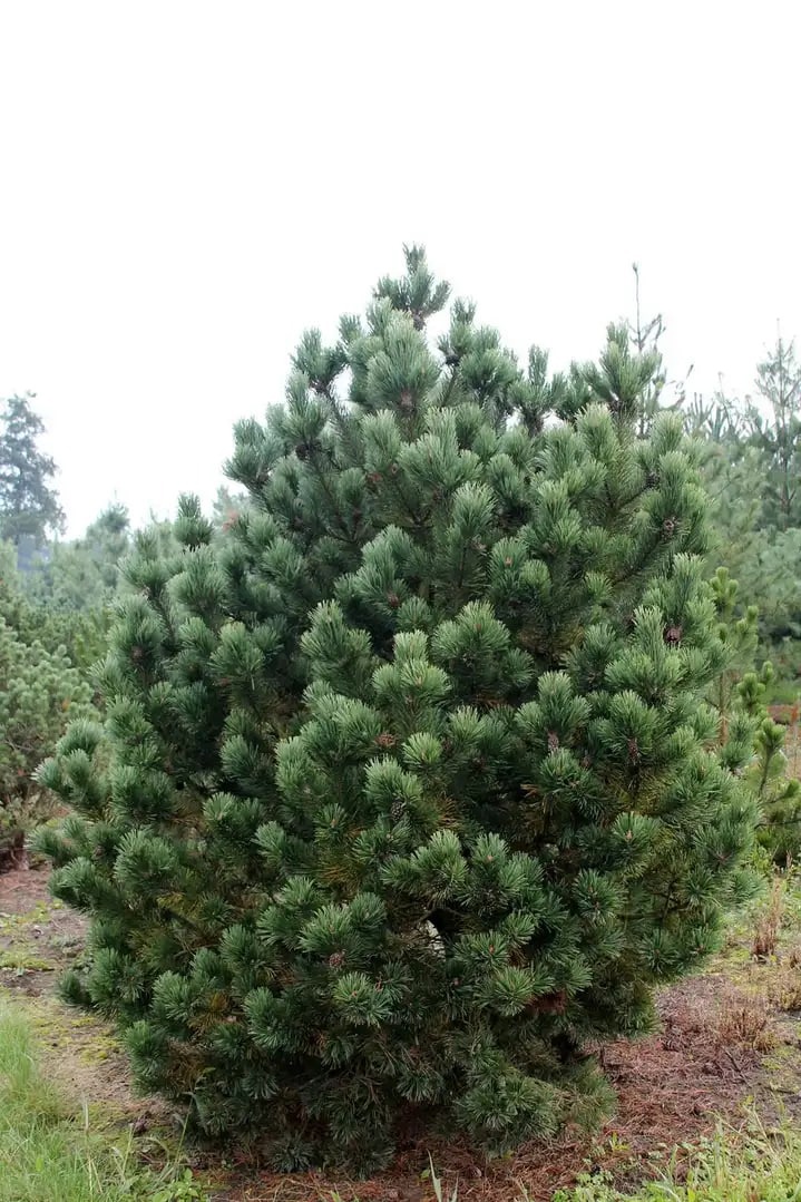 Pinus mugo Montana3