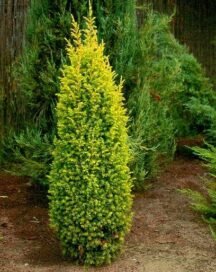 Ялівець звичайний Gold Cone