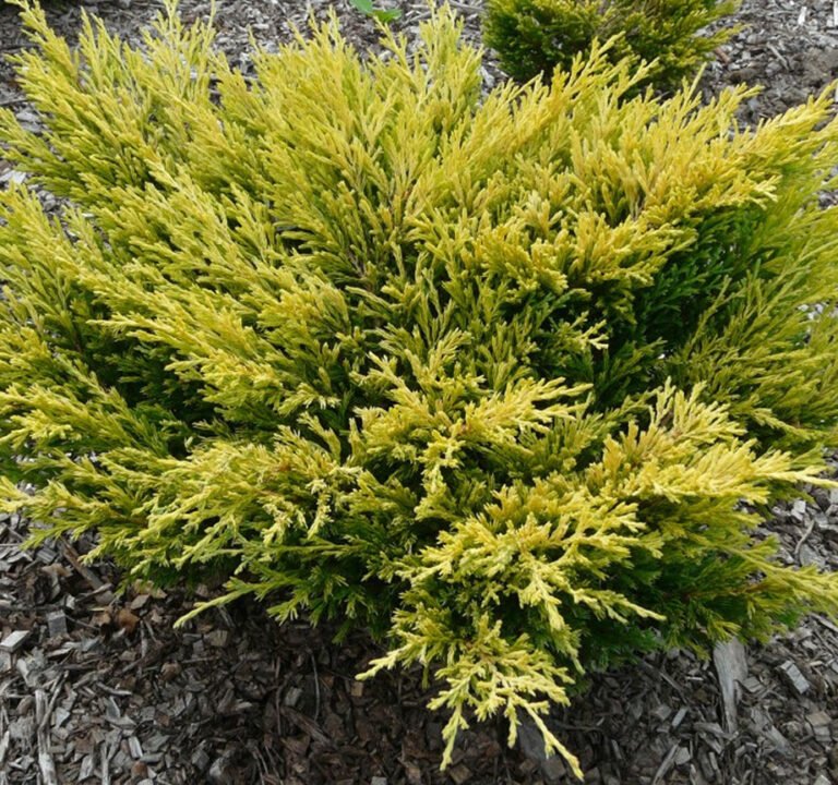 juniperus-horizontalis-limeglow-лаймглоу