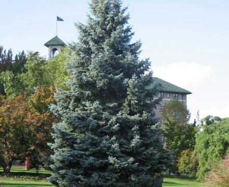 Ялина колюча Glauca
