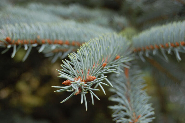 picea_pungens_1575x864-rotated-1