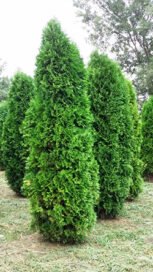 Туя західна Columna