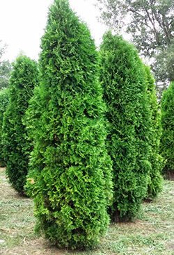 Туя західна Columna