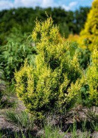 Кипарисовик горохоплідний Plumosa Aurea