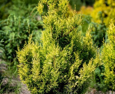 Кипарисовик горохоплідний Plumosa Aurea