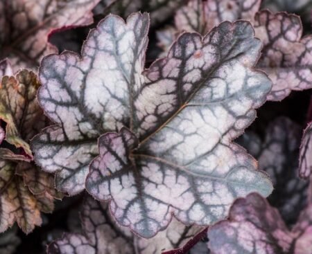 107399-heuchera-micrantha-cinnarbar-silver-t-fertig-2sep_origin_img Гейхера дрібноквіткова Cinnabar Silver