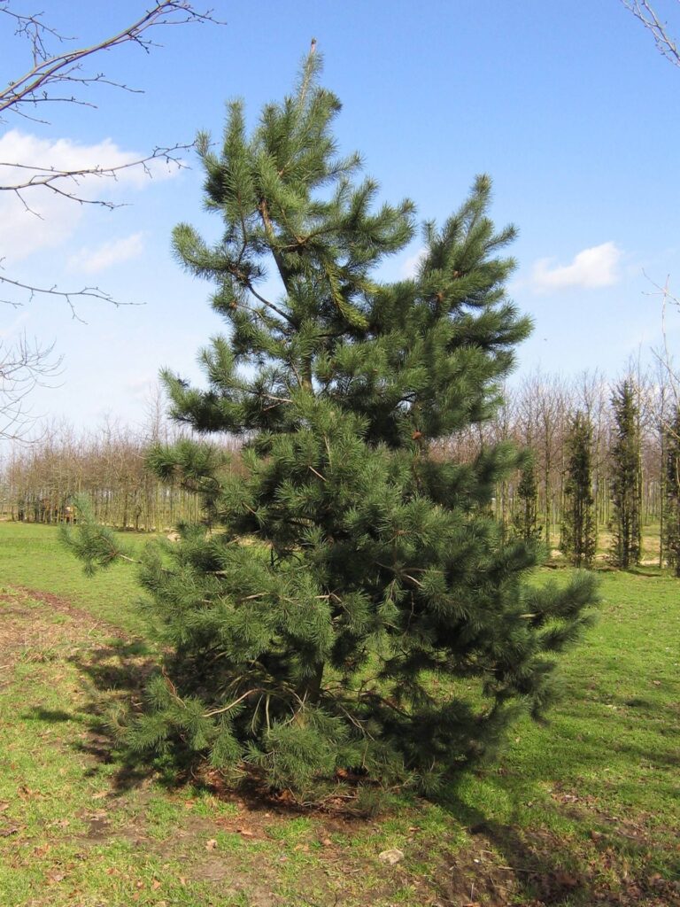1823-Pinus-contorta_03