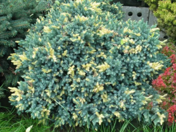 Ялівець лускатий Floreant