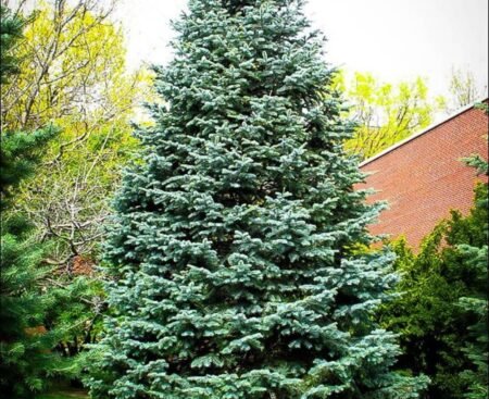 Abies concolor (glauca)1 Ялиця одноколірна (голуба)