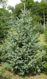 Ялиця корейська Blauer Pfiff