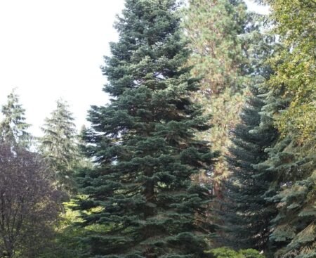 Abies magnifica var. shastensis1 Ялиця прекрасна Шастенса