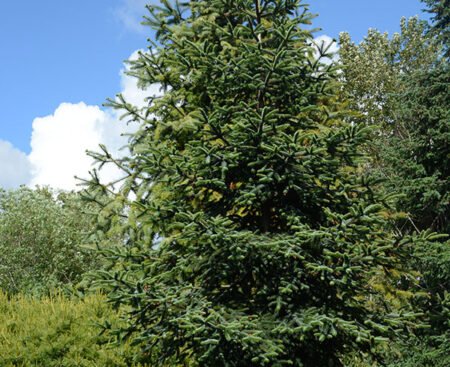Abies numidica, Algerian fir, The Oregon Garden, 6/7/19 Ялиця нумідійська (алжирська)