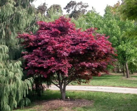Клен японський Atropurpureum