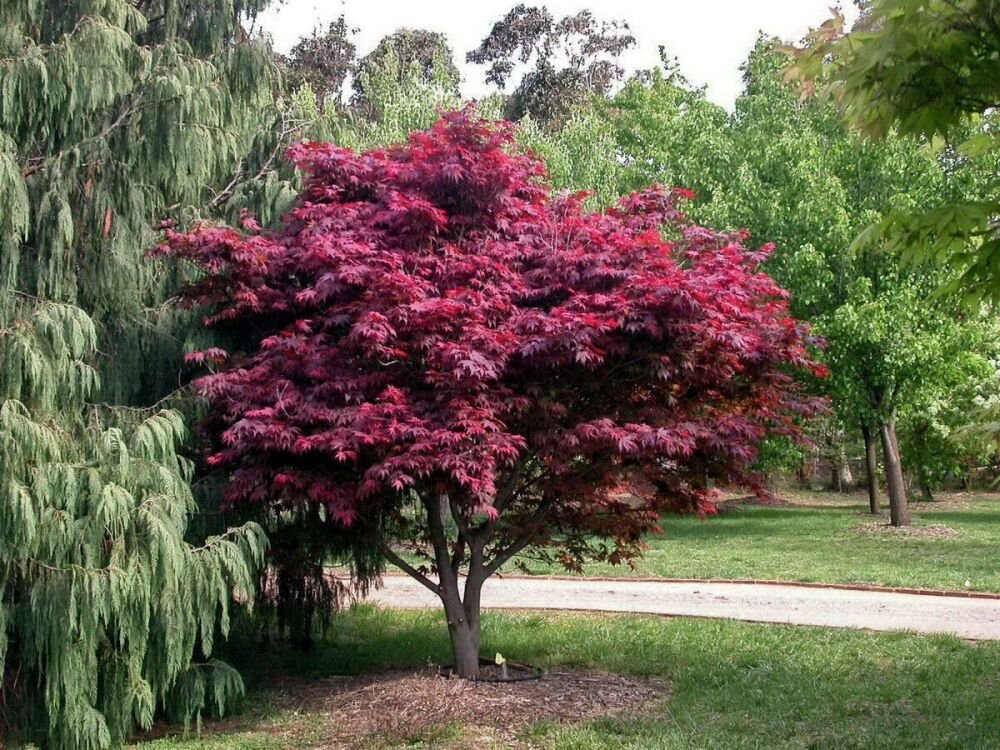 Клен японський Atropurpureum