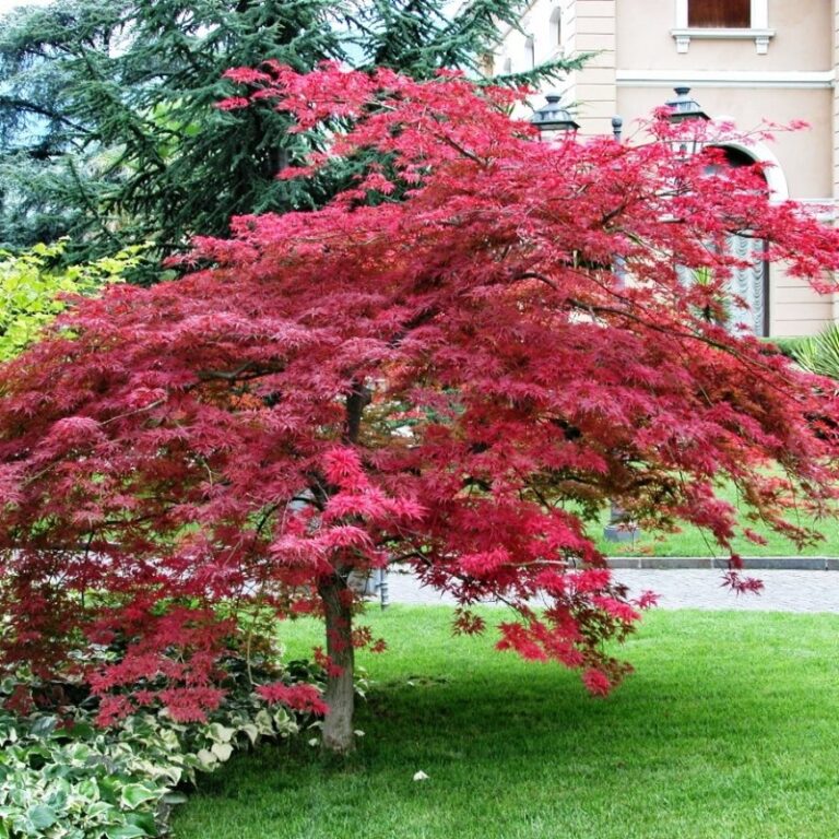 Acer palmatum Atropurpureum1