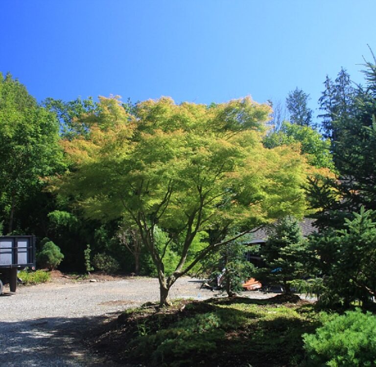 Acer palmatum Seiryu1