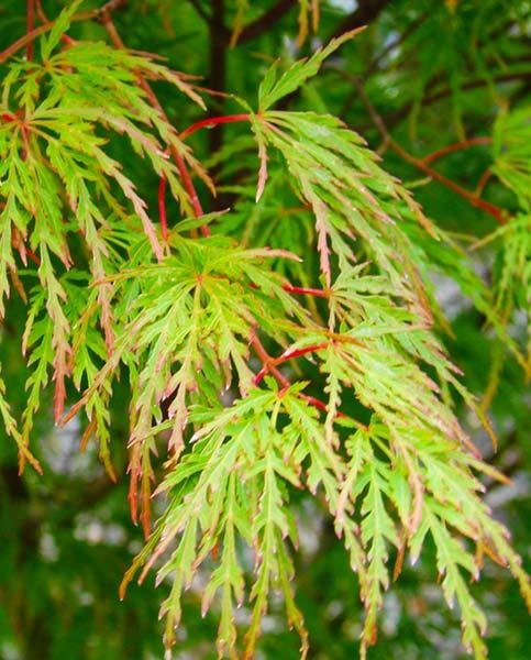 Acer palmatum Seiryu2