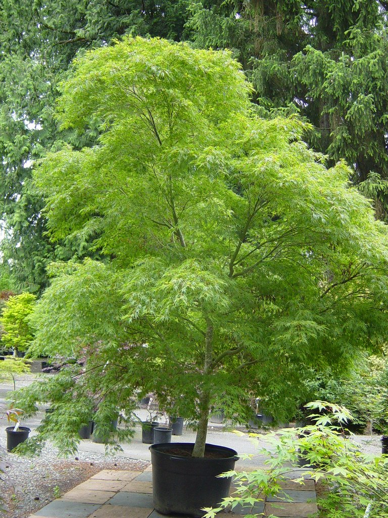 Acer palmatum Seiryu5