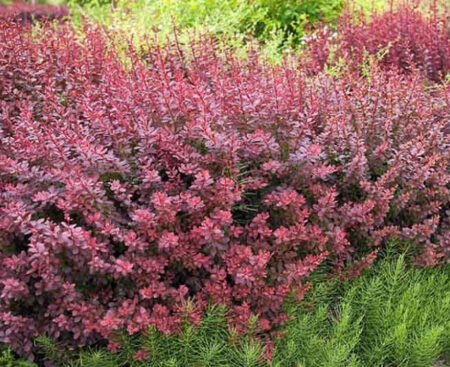 Барбарис Тунберга Atropurpurea