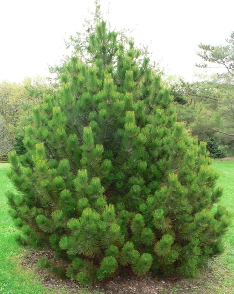 Bosnian-Pine