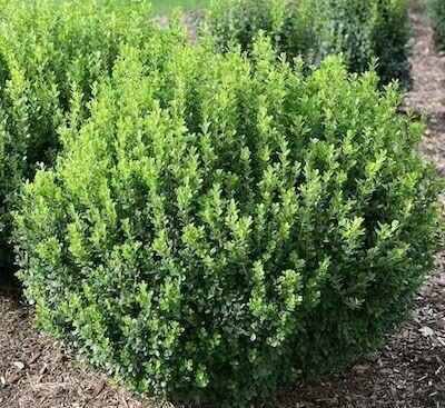 Buxus microphilla1 Самшит дрібнолистий