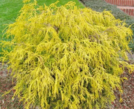 Кипарисовик горіхоплідний Filifera Aurea Nana