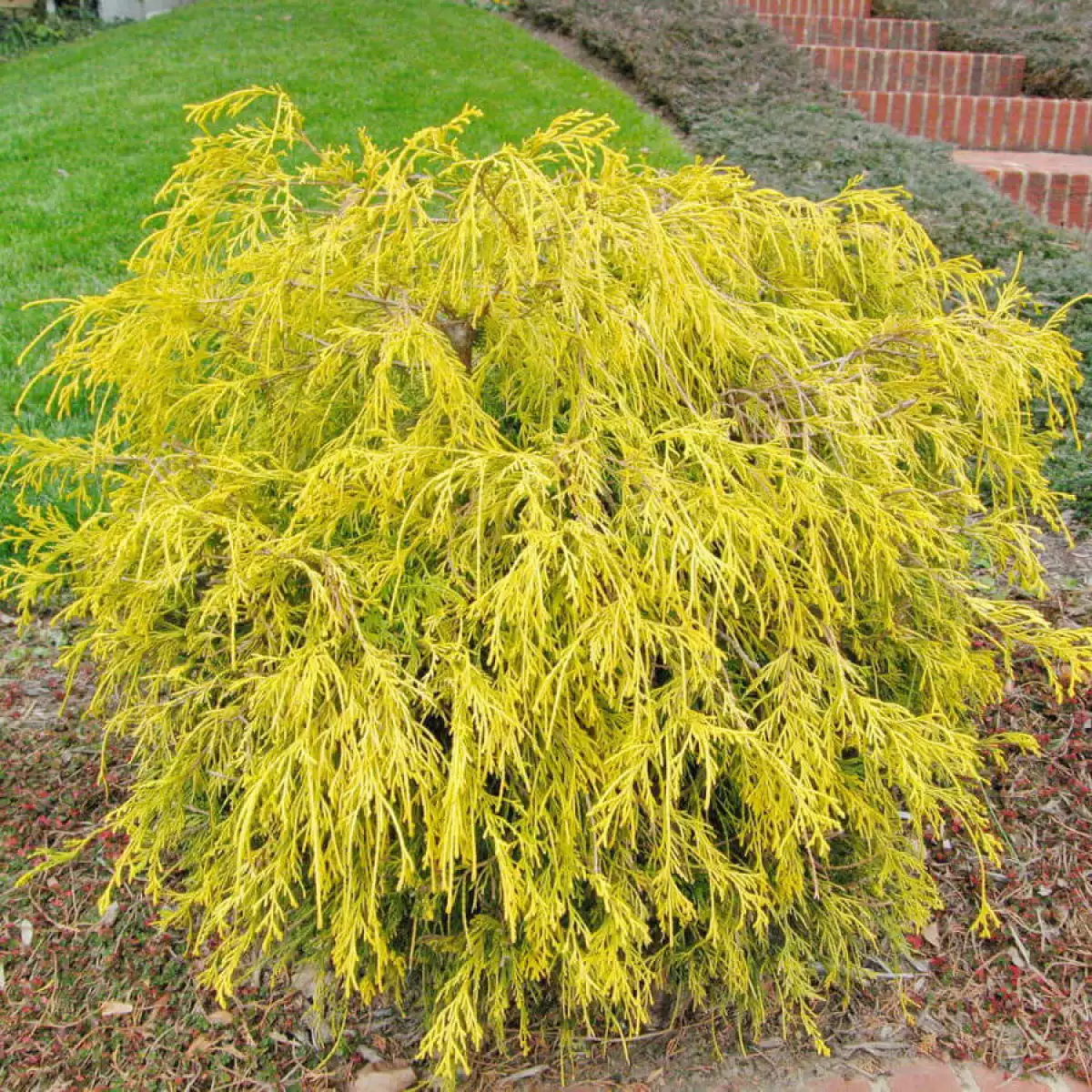 Кипарисовик горіхоплідний Filifera Aurea Nana