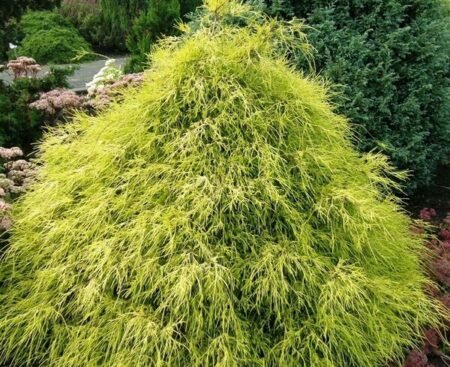 Кипарисовик горіхоплідний Filifera Aurea