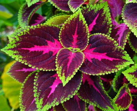 Coleus Колеус