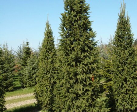 Ялина звичайна Columnaris