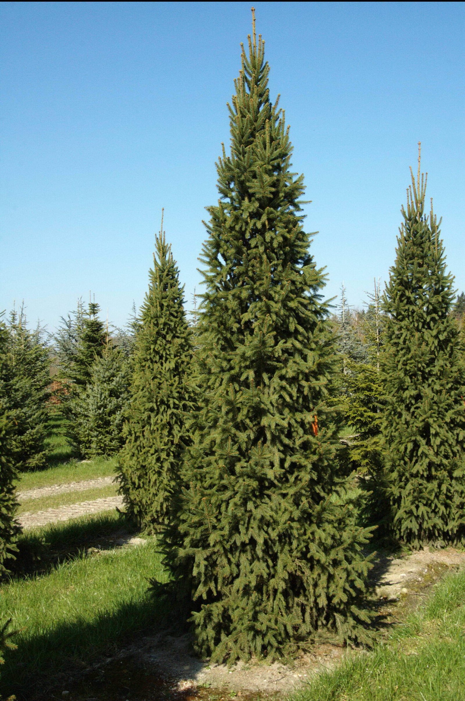 Ялина звичайна Columnaris