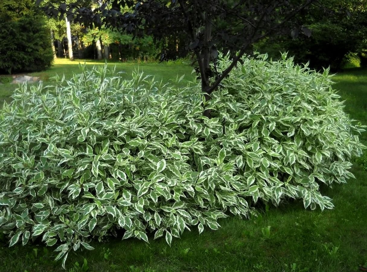 Дерен бiлий Sibirica Variegata