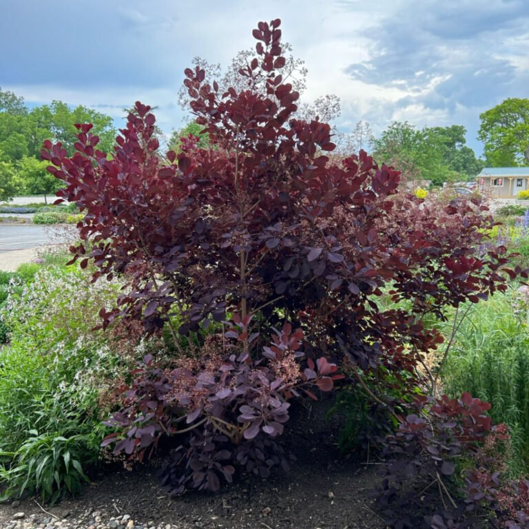 Cotinus coggygria Royal Purple1