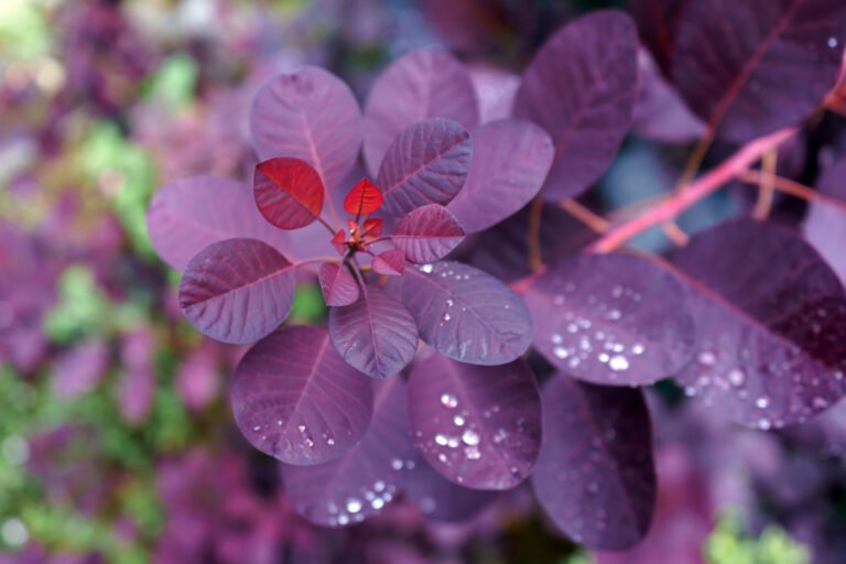 Cotinus,Coggygria,"royal,Purple",With,Raindrops