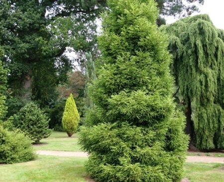 Cryptomeria japonica Криптомерія японська