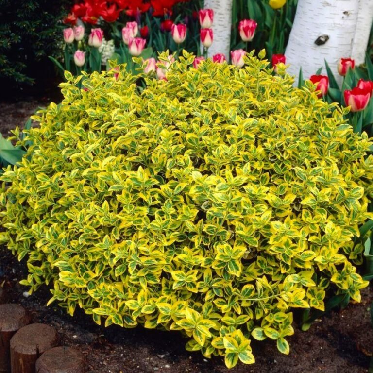 Euonymus fortunei Emerald ‘n’ Gold