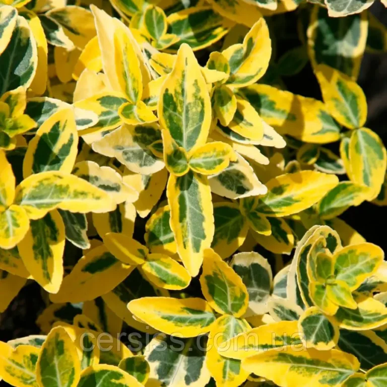 Euonymus fortunei Emerald ‘n’ Gold1