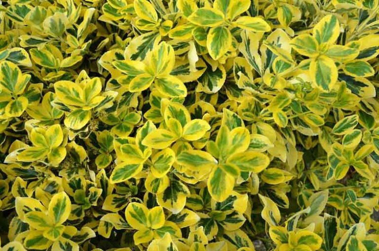 Euonymus fortunei Emerald ‘n’ Gold3