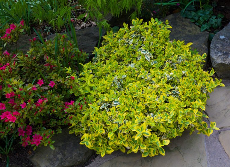 Euonymus fortunei Emerald ‘n’ Gold4