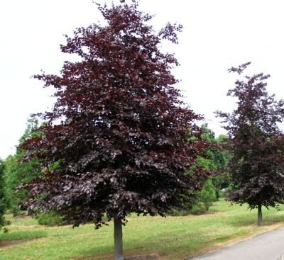 Бук лісовий Atropunicea