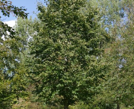 Fágus sylvática3 Бук європейський (лісовий, звичайний)