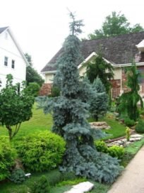 Ялина колюча Glauca Pendula